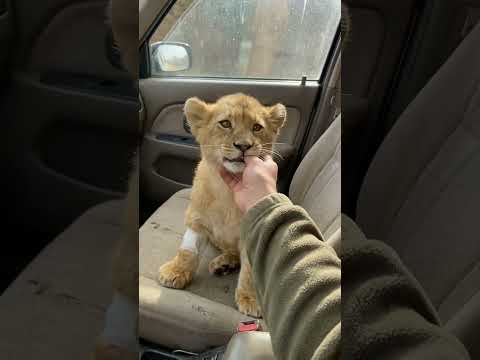 Shasha almost recovered